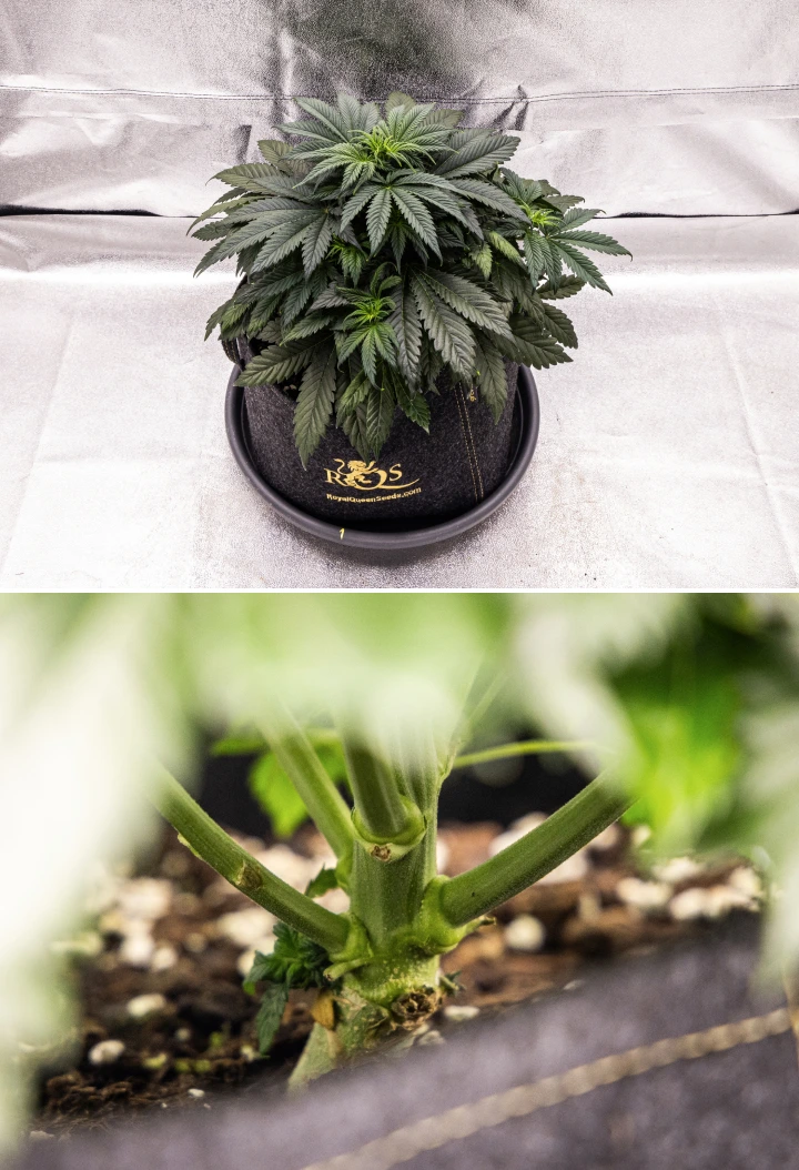 Granddaddy Purple Auto cannabisplant tijdens week 4, met een compacte donkergroene kroon, sterke stengelontwikkeling en de eerste witte stampers wanneer de bloei begint.