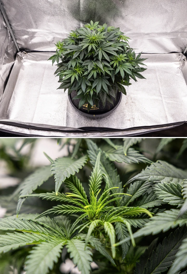 Granddaddy Purple Auto cannabisplant tijdens week 5, met het begin van de bloei, dicht donkergroen blad, ontwikkelende toplocaties en nieuwe bloemgroei langs de takken.