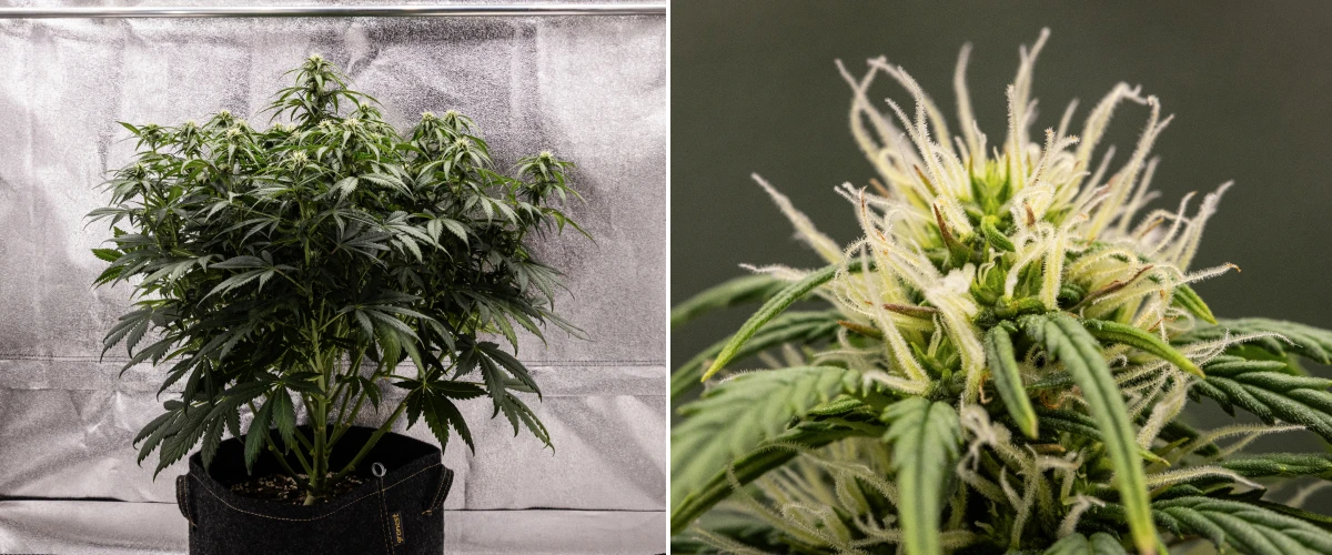 Granddaddy Purple Auto cannabisplant tijdens week 7, met een compacte bossige structuur, gezonde bloeiende groei, voller wordende toppen en lichte vergeling van de onderste bladeren terwijl de bloei doorgaat.