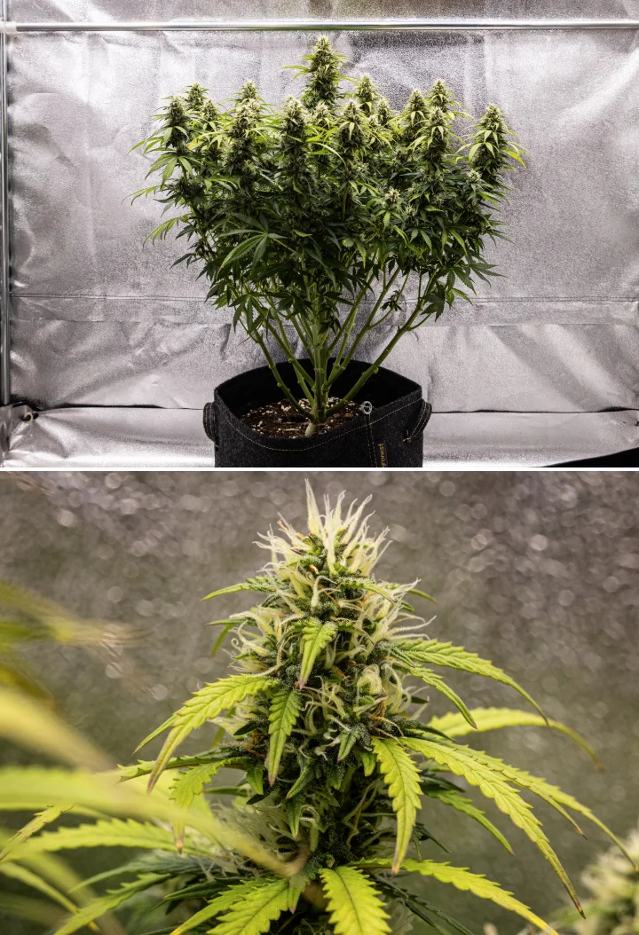 Granddaddy Purple Auto cannabisplant tijdens week 9, met stevige trichoomrijke toppen, boeketachtige bloeiende takken, lichter groene bladeren en glinsterende cola’s die de rijpheid naderen.