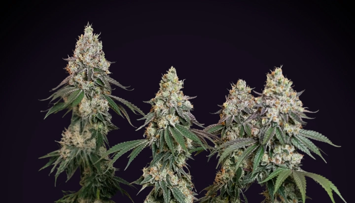 Grape Ape: meest indica-dominante compacte soort Grape Ape cannabisplant met dichte frostige cola’s, harsrijke toppen, oranje stampers en compacte bloeiende groei tegen een donkere achtergrond.