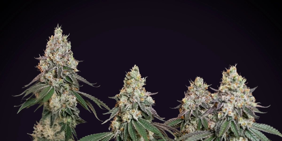 Grape Ape: meest indica-dominante compacte soort Grape Ape cannabisplant met dichte frostige cola’s, harsrijke toppen, oranje stampers en compacte bloeiende groei tegen een donkere achtergrond.