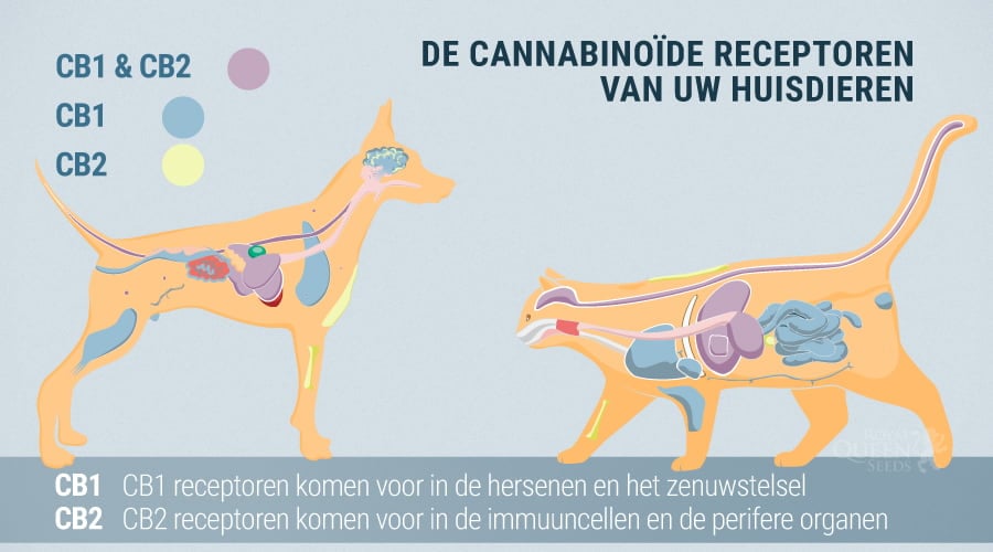 Hoe Werkt CBD Voor Katten?