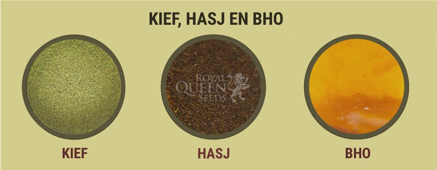 Kief, Hasj en BHO 