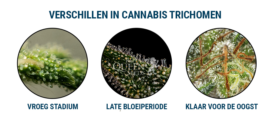 Cannabis Trichomes