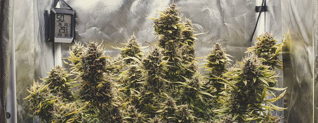 Green Gelato Auto