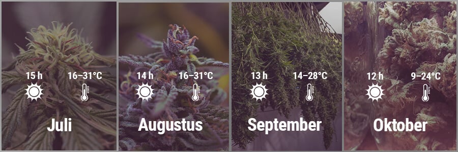 How To Grow Cannabis Outdoors In Spain