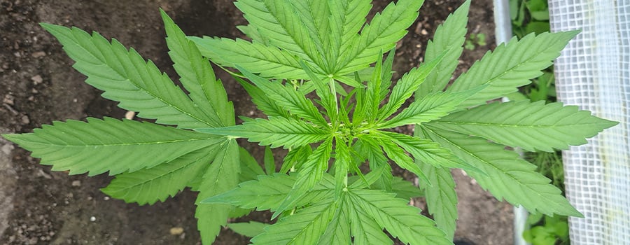 Gezonde Cannabisplant