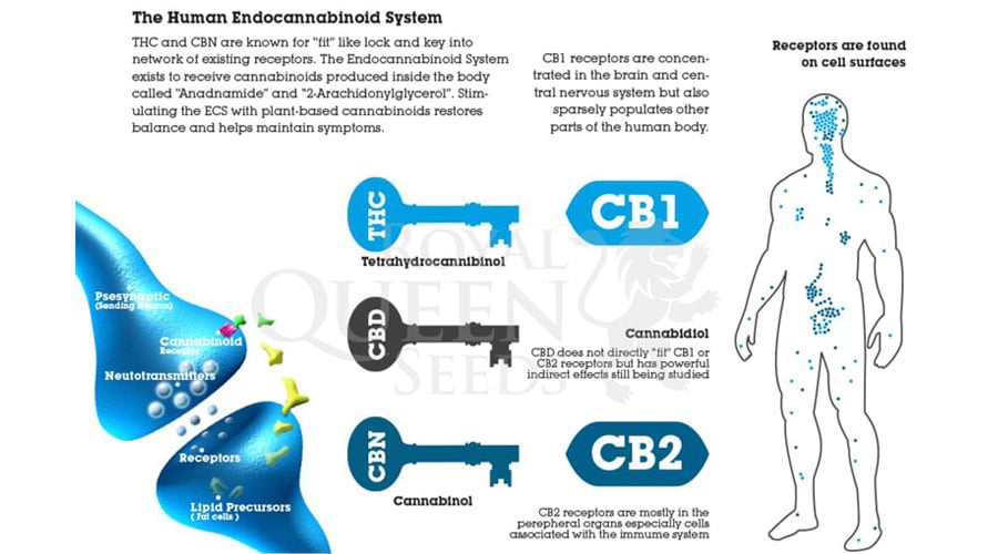 endocannabinoïde systeem THC CBD CBN anadnamide