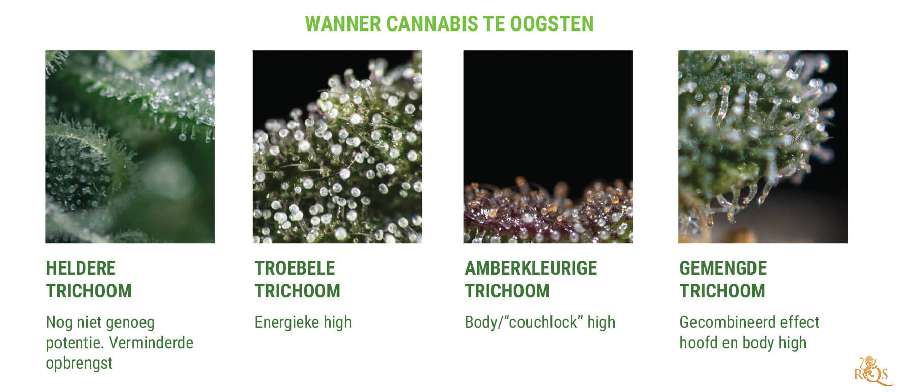 ZE LATEN ZIEN WANNEER HET TIJD IS OM TE OOGSTEN ZE LATEN ZIEN WANNEER HET TIJD IS OM TE OOGSTEN
