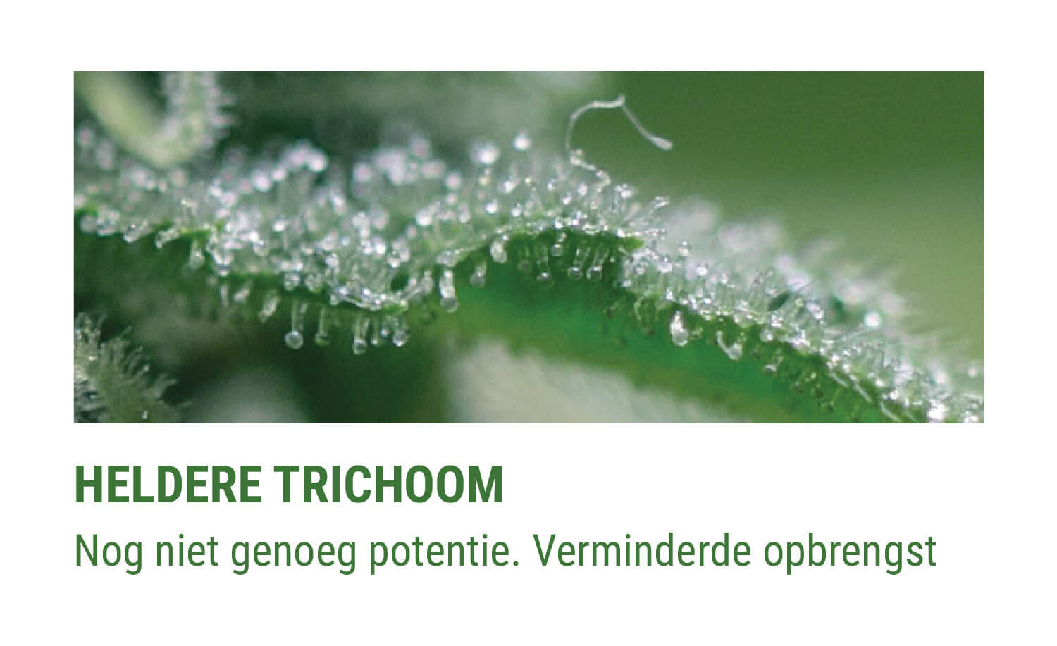 HELDERE TRICHOMEN