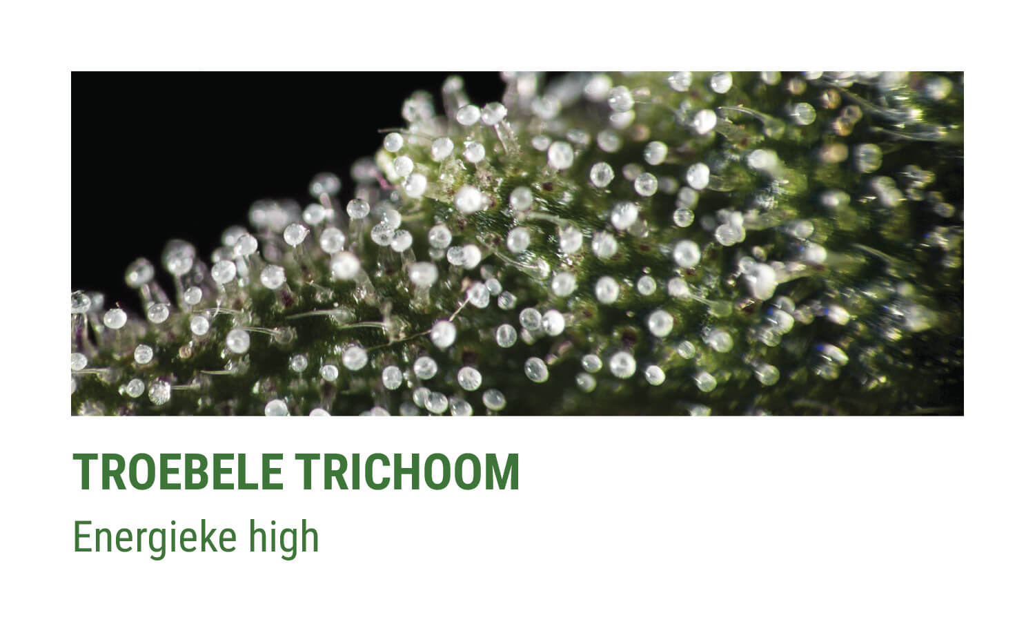 TROEBELE TRICHOMEN