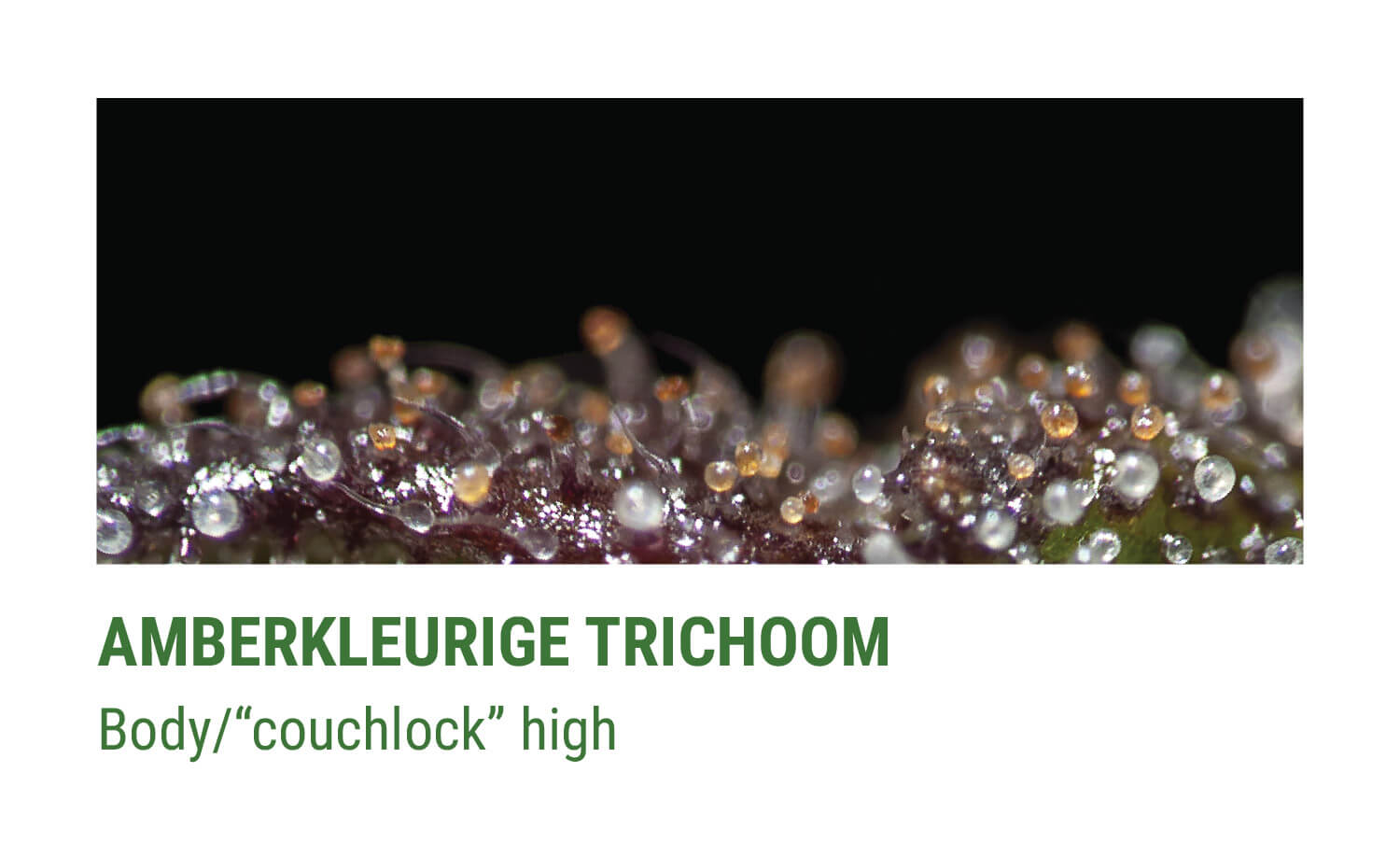 AMBERKLEURIGE TRICHOMEN