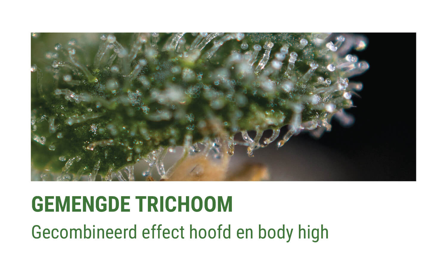 GEMENGDE TRICHOMEN GEMENGDE TRICHOMEN