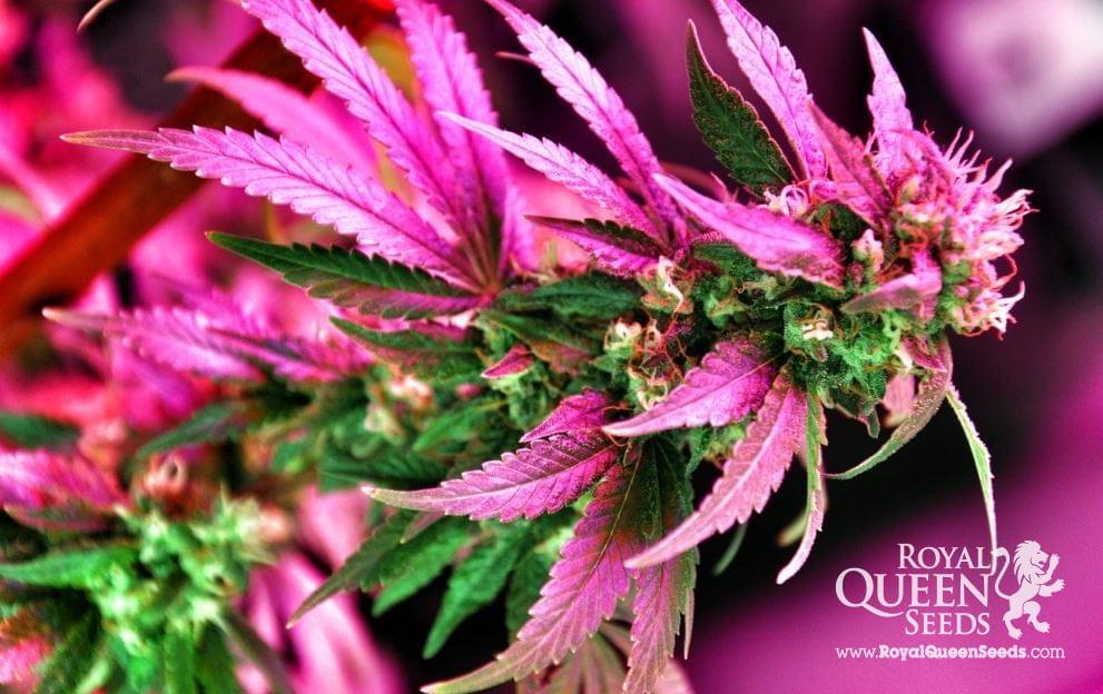 Haze Berry Gefeminiseerde marihuana zaden Haze Berry Gefeminiseerde marihuana zaden