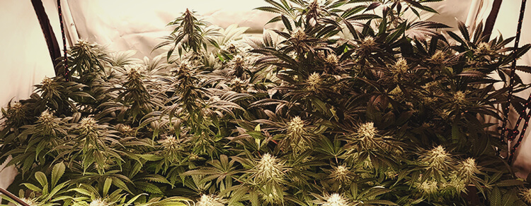 Haze Berry Haze Berry