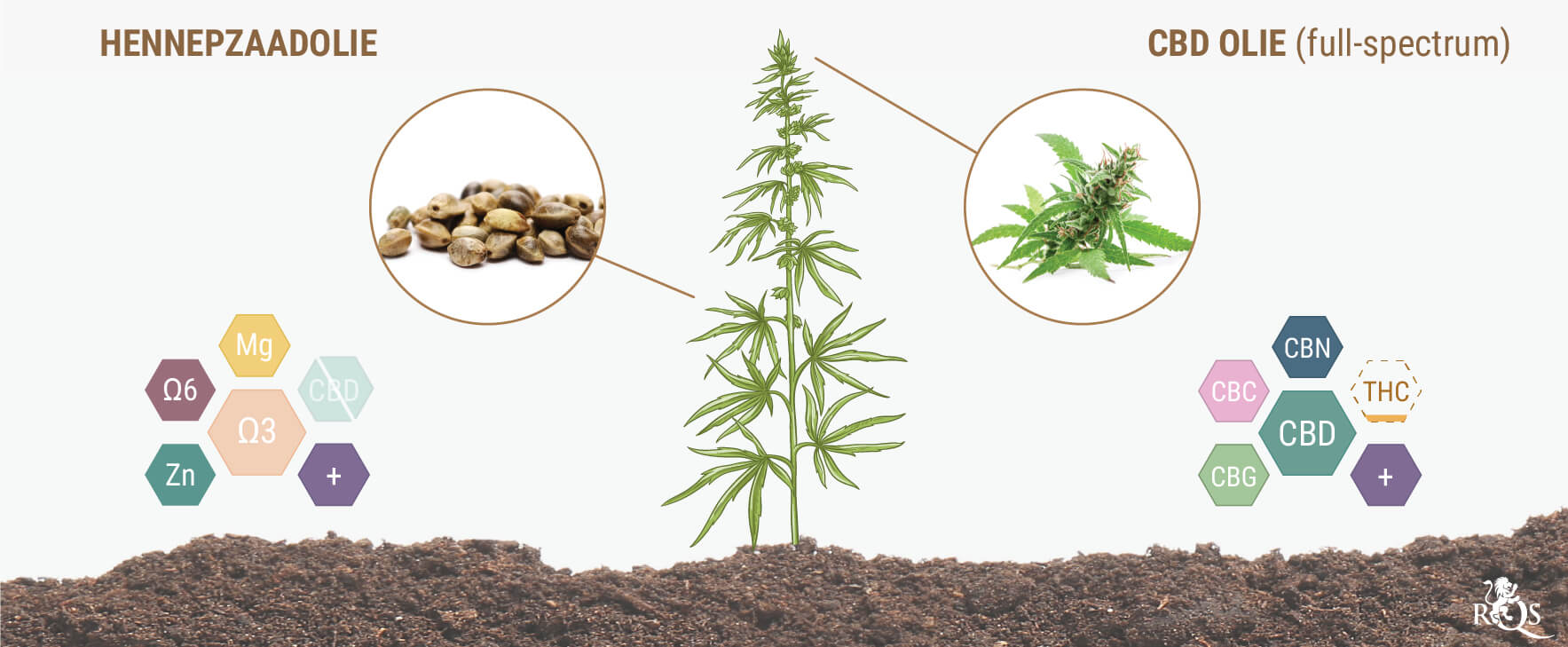 Bevatten Hennepzaden en Hennepzaadolie CBD? Bevatten Hennepzaden en Hennepzaadolie CBD?