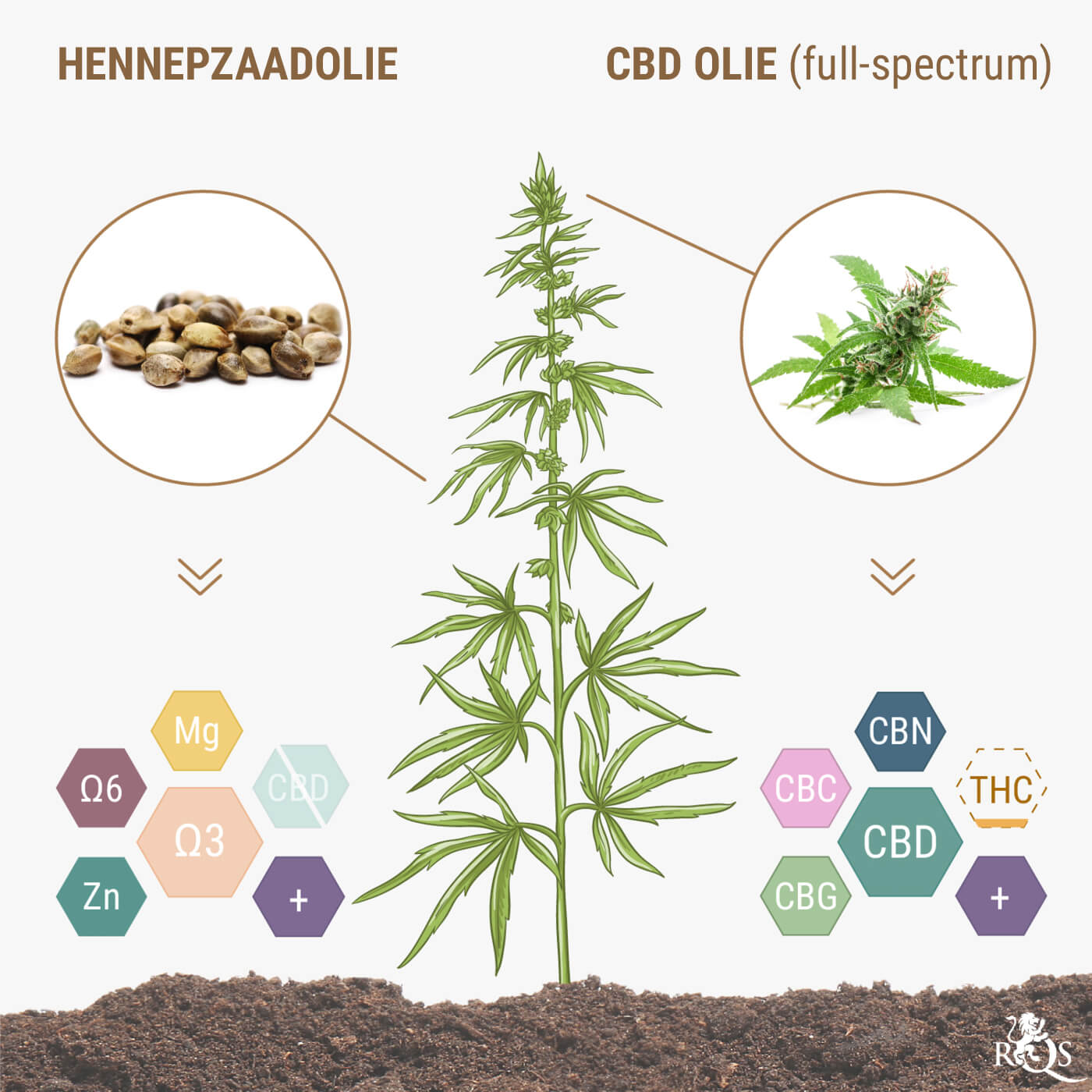 Bevatten Hennepzaden en Hennepzaadolie CBD?