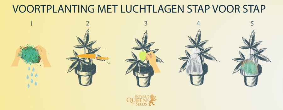 Voortplanting Met Luchtlagen Stap Voor Stap 