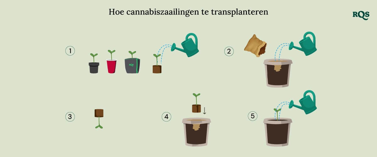 How to transplant cannabis seedling