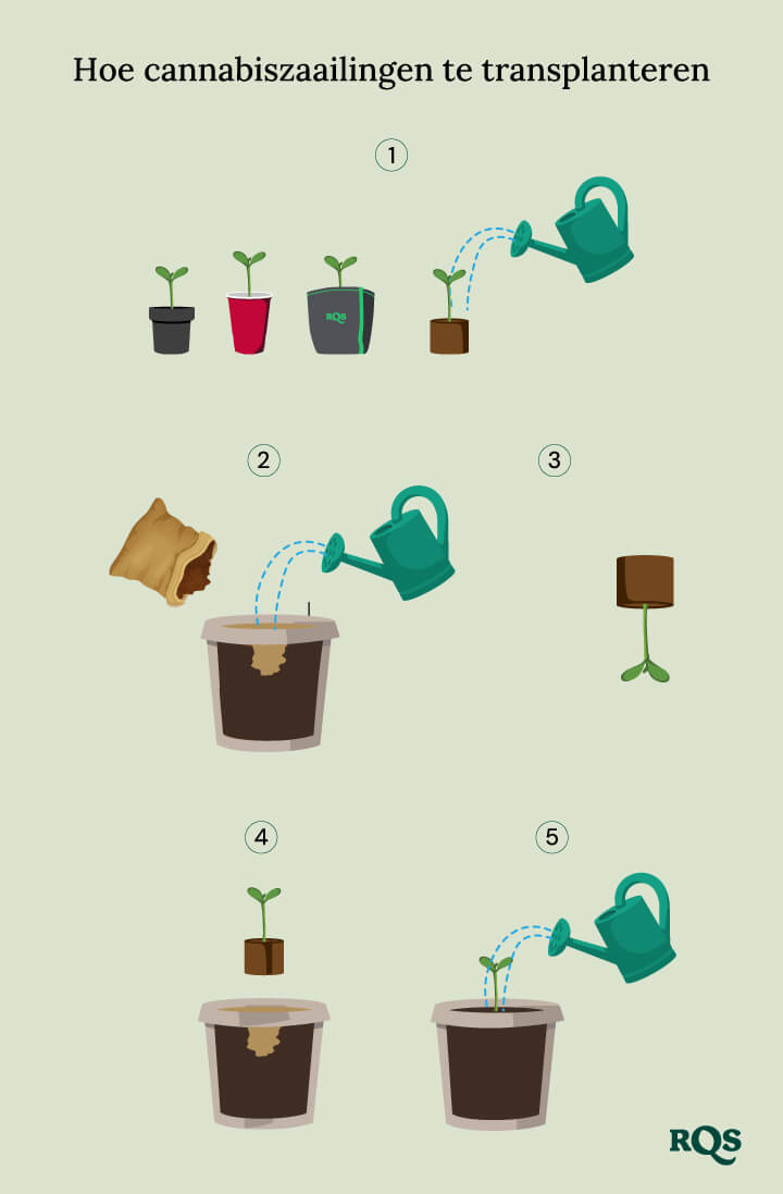 How to transplant cannabis seedling