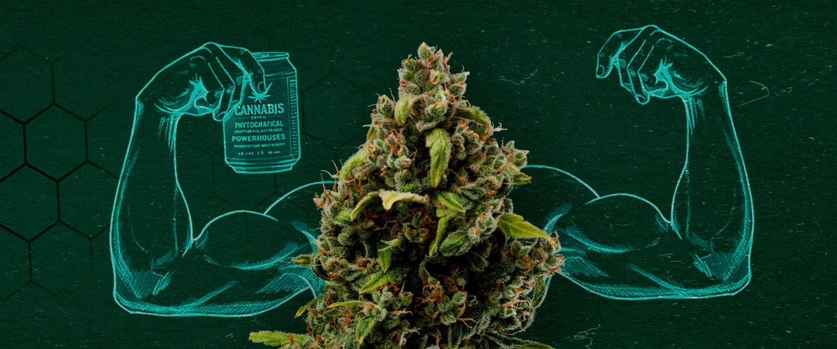 Cannabisknop die spieren laat zien, wat zijn kracht als natuurlijk fungicide vertegenwoordigt.