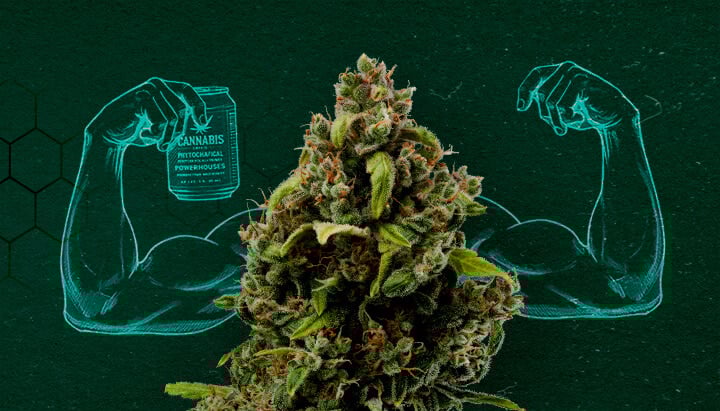 Cannabisknop die spieren laat zien, wat zijn kracht als natuurlijk fungicide vertegenwoordigt.