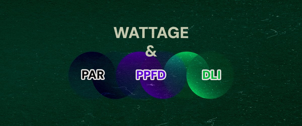 Hoe PAR, PPFD en DLI Verhouden tot Wattage Cannabis Een illustratie met