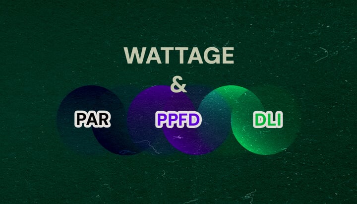Hoe PAR, PPFD en DLI Verhouden tot Wattage Cannabis Een illustratie met