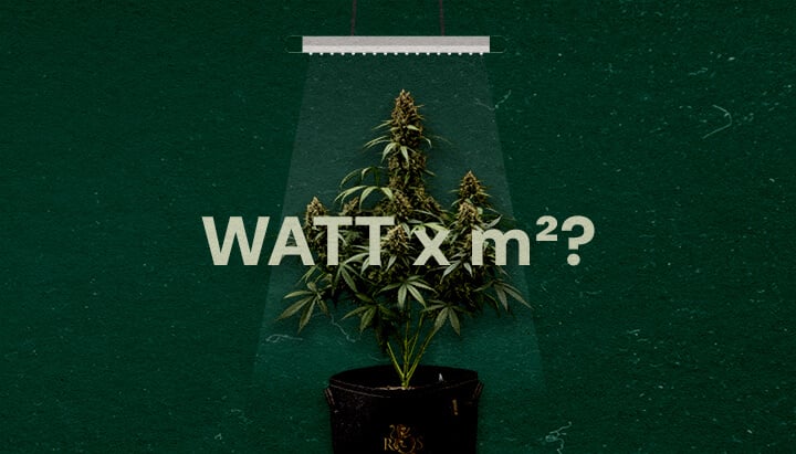 Hoeveel Watt per Vierkante Voet voor LED Growlights Cannabis Een illustratie van een cannabisplant onder een LED growlight met de tekst