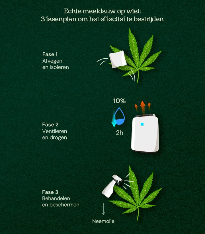 Een illustratie van cannabisbladeren met poederachtige schimmel, die een 3-fasen genezingsproces toont, inclusief verwijdering, behandeling en preventie, tegen een neutrale achtergrond.