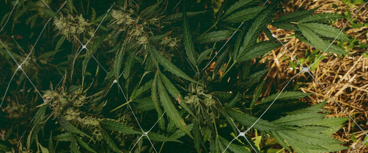 Hoe Verzorg Je Grond in de Winter: Afbeelding 5 Stappen Cannabisplant met mulch en net, toont 5 stappen voor bodemverzorging in de winter met isolatie en bescherming, ideaal voor cannabis kweekgidsen.