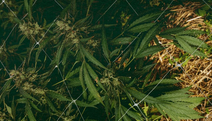 Hoe Verzorg Je Grond in de Winter: Afbeelding 5 Stappen Cannabisplant met mulch en net, toont 5 stappen voor bodemverzorging in de winter met isolatie en bescherming, ideaal voor cannabis kweekgidsen.