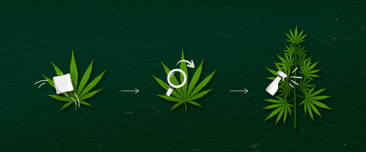 Cannabis Toepassingsmethoden: sprayen, afnemen of vernevelen Illustratie van cannabis toepassingsmethoden: spray, wipe of fog, groen-wit ontwerp op een donkere achtergrond.