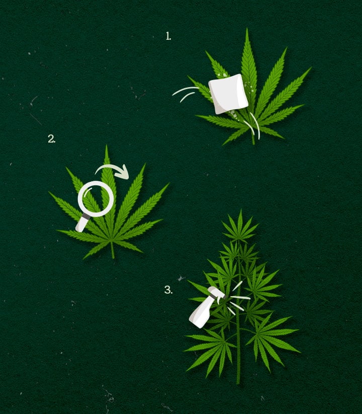 Cannabis Toepassingsmethoden: sprayen, afnemen of vernevelen Illustratie van cannabis toepassingsmethoden: spray, wipe of fog, groen-wit ontwerp op een donkere achtergrond.