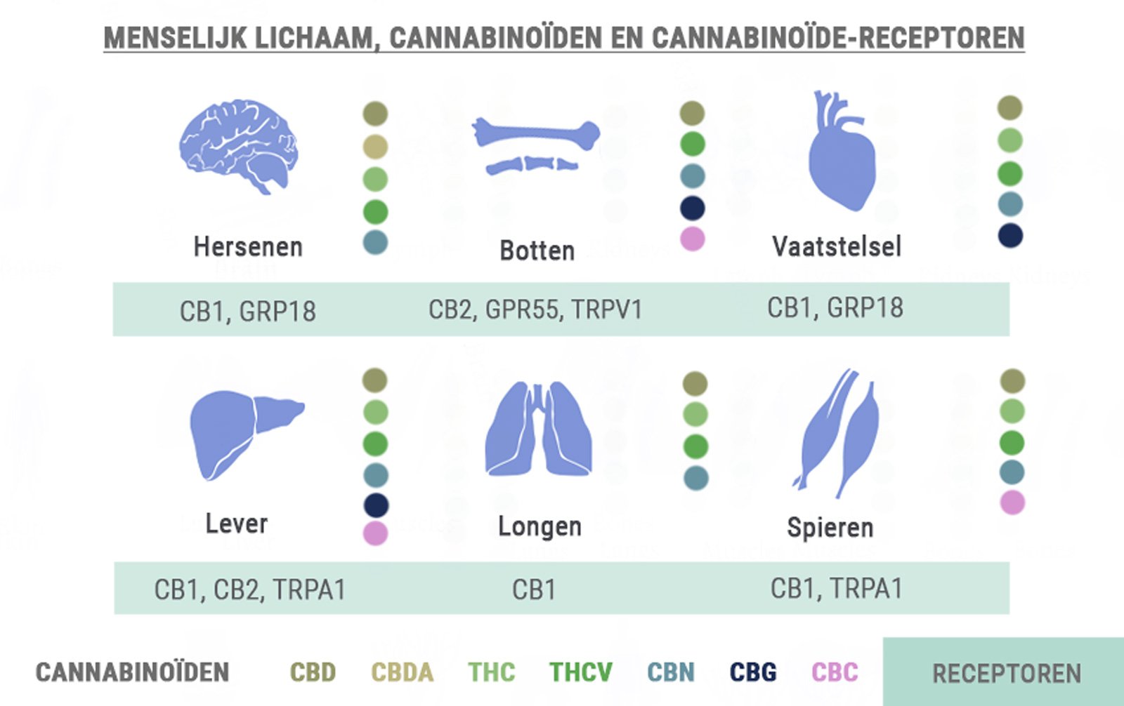 Body, Cannabinoids and Receptors