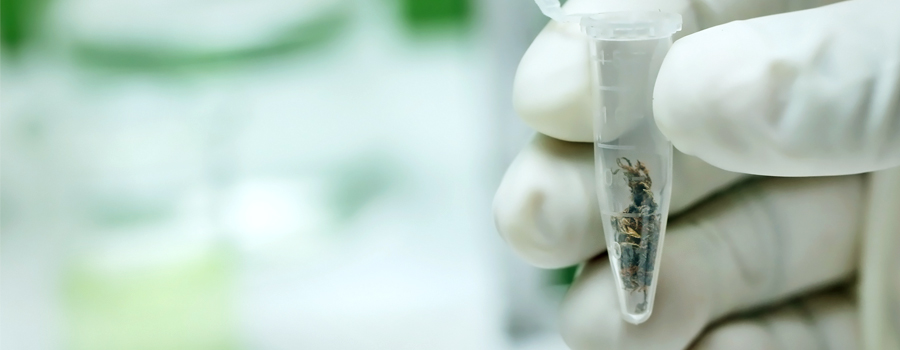 lab cannabisolie Oxford fondsen onderzoek wetenschappelijke