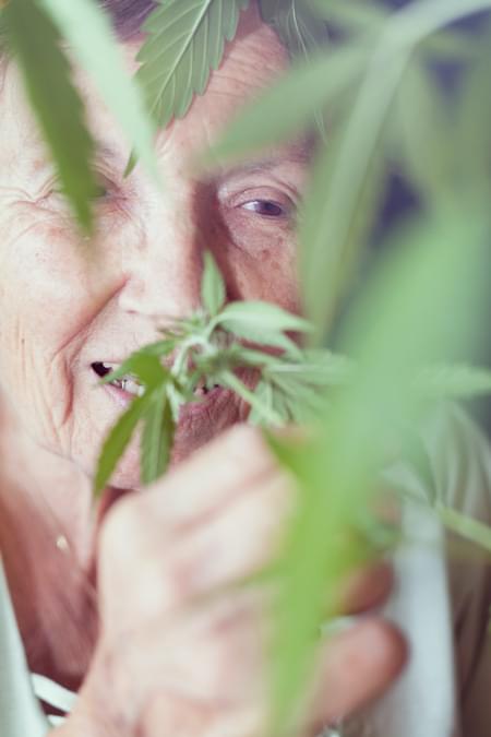 Parkinson Cannabis Royal Queen Medical Strain Chronische pijn Alzheimer Arthritis Depressie