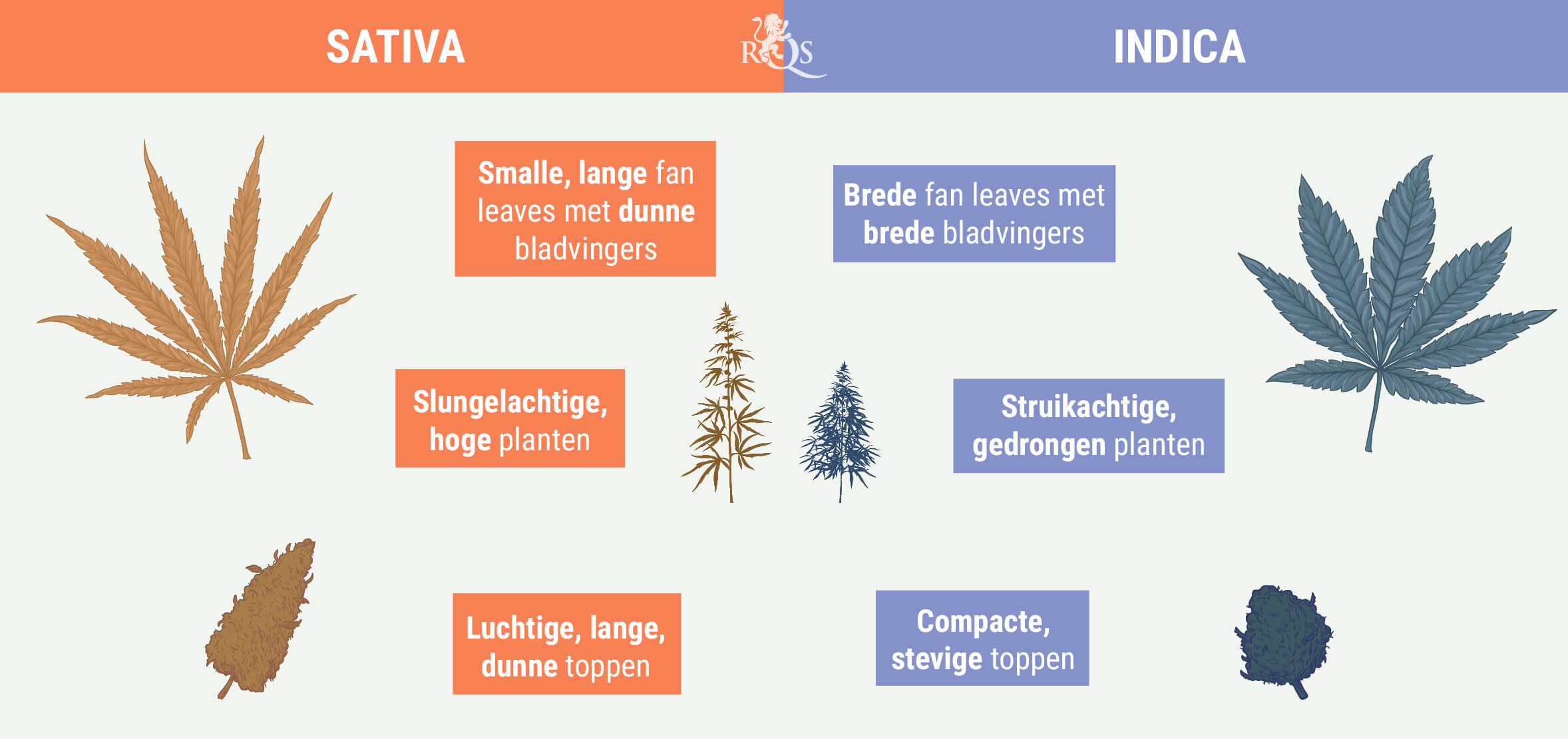 INDICA ONDERSCHEIDEN VAN SATIVA