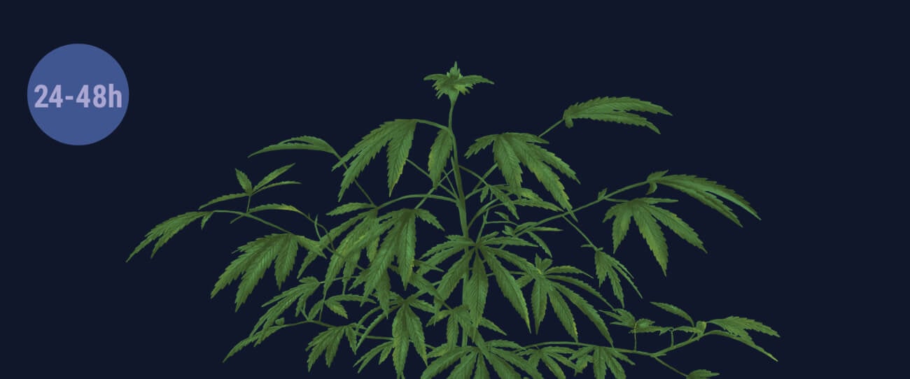 Schok Je Planten met Duisternis Schok Je Planten met Duisternis