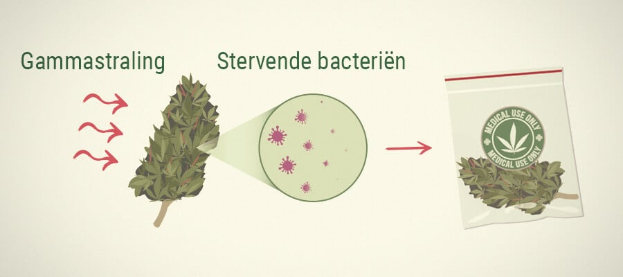 Schimmels Doden Op Medicinale Cannabis: Doorstraling