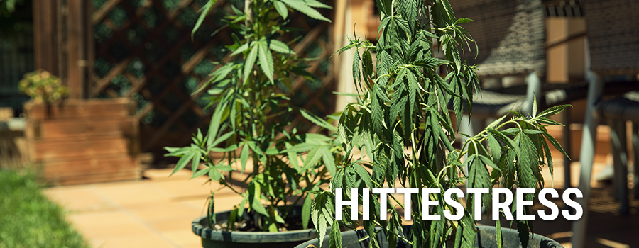 Hittestress Cannabis
