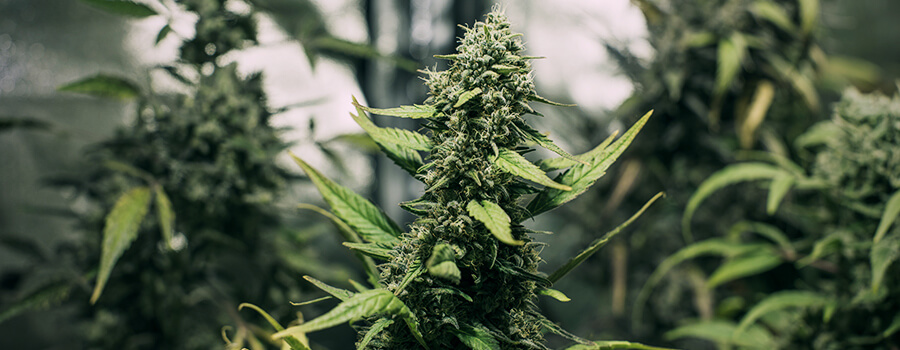 Kerstboomachtige Cannabis