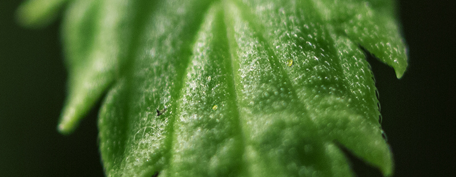 Brede mijten Close Up In Cannabis Leaf
