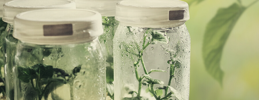 Micropropation Cannabis