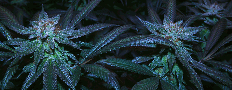 Hoe Kan Ik De Cannabis Stammen Van De Autoflowering Kloppen