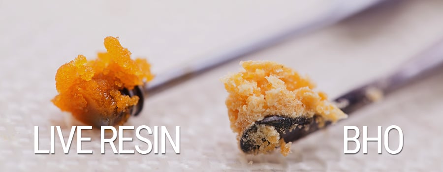 Live Resin Cannabis Extract vs BHO