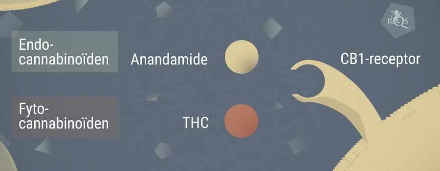 Anandamide En Cannabis