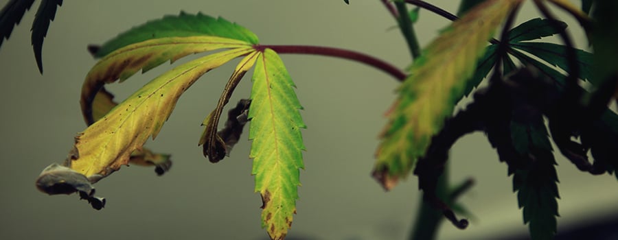 Droge en Breekbare Cannabis Blaadjes