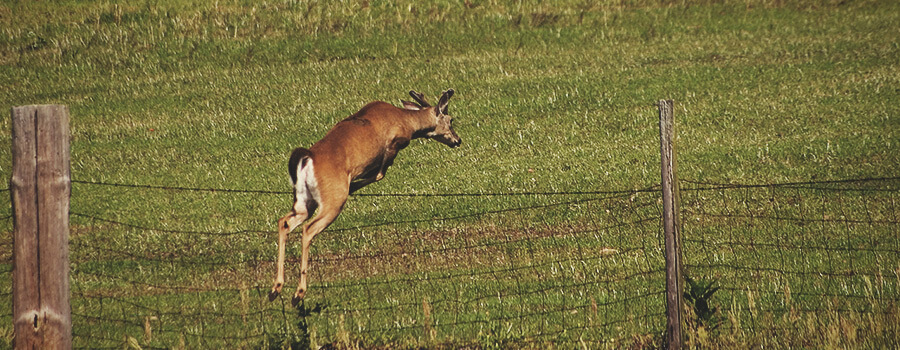 Deer Jumping a Fence